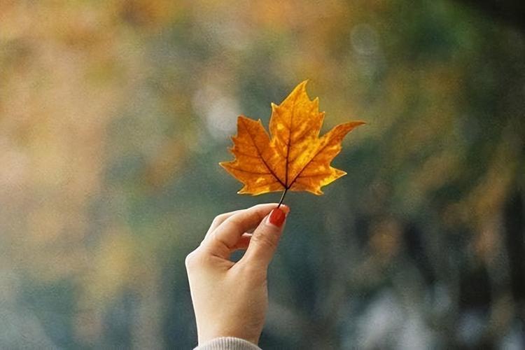 林书豪是哪个队的